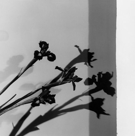 Robert Mapplethorpe Still Life Images, Robert Mapplethorpe, Feed Ig, Gray Aesthetic, Foto Ideas Instagram, Black And White Aesthetic, Irises, Aesthetic Themes, The Shadow