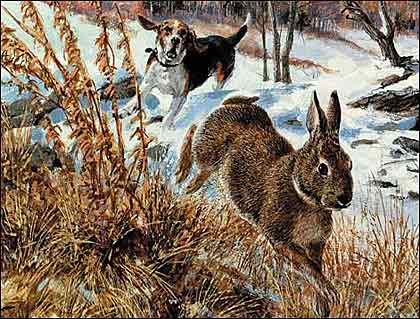 (I thought a story about hounding rabbits would sit well next to a story about hounding bears.)  I started to learn about rabbit hunting ... Begal Puppies, Beagle Hunting, Hunting Painting, Baby Beagle, Rabbit Hunting, Beagle Art, Hunting Art, Beagle Puppy, Beagle Dog