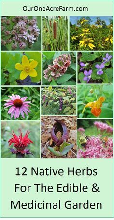 Garden with these native plants for food and medicine, to provide for both humans and wildlife. Edibility, medicinal uses, and wildlife value are summarized for each plant. These herbs have a rich Native American ethnobotany, and as native plants, they support native wildlife. Some are favorites of foragers and other are favorites of herbalists. Great for a permaculture garden! Permaculture, Native American Herbs, Medical Garden, Medicine Garden, Permaculture Garden, Medicinal Herbs Garden, Types Of Herbs, Healing Garden, Native Plant Gardening