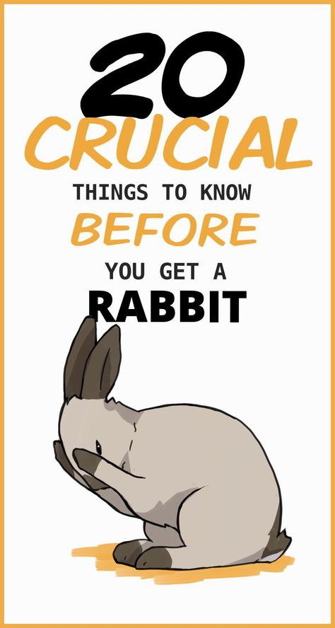 Rabbits are not beginner pets. They can be almost as much work to take care of as a typical dog. Before adopting a bunny, it’s important to learn about their many traits that can cause unique problems for any unsuspecting new rabbit caretaker. Rabbit Things, Adopt A Bunny, Bunny Care Tips, Rabbit Facts, Mini Lop Bunnies, Lop Bunnies, Rabbit Behavior, Pet Rabbit Care, Rabbit Habitat