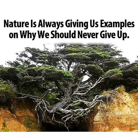 Nature Is Always Giving Us Examples On Why We Should Never Give Up Weird Trees, The Floor Is Lava, Earth Pictures, Old Trees, Tree Photography, Unique Trees, Tree Roots, Nature Tree, Tree Forest