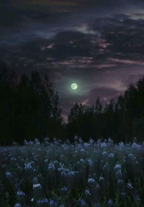 Forest Meadow Aesthetic, Day Dream Aesthetic, Fond Tiktok, Angelic Core, Moonlit Field, Forest Moonlight, Jungle At Night, Astronomical Twilight, Moonlight Forest