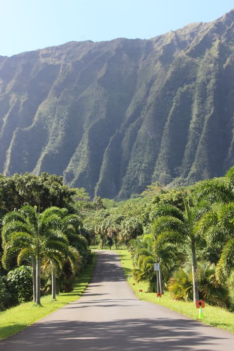 There’s More to Hoʻomaluhia Botanical Garden Than Its Instagrammable Entrance - Hawaii Magazine 2024vision Board, Hawaiian Plants, Hawaii Magazine, Oahu Vacation, Landscape Borders, Hawaii Pictures, Army Corps Of Engineers, Blue Hawaii, Hawaii Life