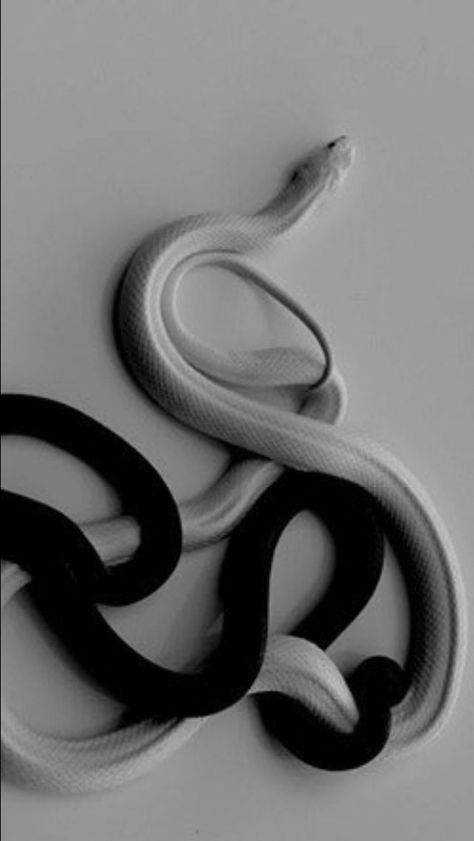 {{dream big}} @rw_p White Snakes, Snake Photos, Cool Snakes, Pretty Snakes, Snake Wallpaper, Black And White Picture Wall, Cute Reptiles, Cute Snake, Snake Art