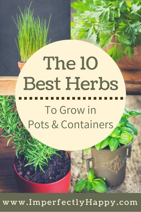 The 10 herbs that grow the best in pots and containers. Both medicinal herbs and culinary herbs for your home. Easiest Herbs To Grow, Patio Herb Garden, Gemüseanbau In Kübeln, Ladder Ideas, Best Herbs To Grow, Easy Herbs To Grow, Herbs To Grow, Container Herb Garden, Herb Containers