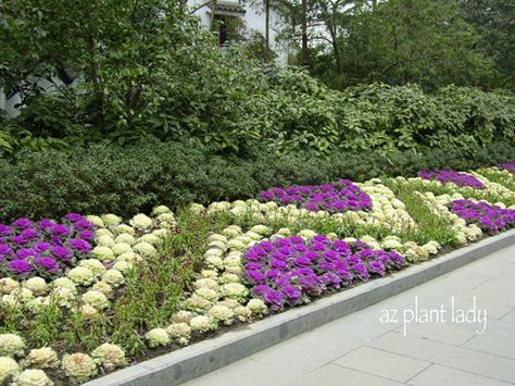 Colorful and Edible Ornamental for Your Garden - Birds and Blooms Landscaping Entrance, Winter Planting, Ornamental Kale, Ornamental Cabbage, Annual Garden, Shade Garden Plants, Flower Bed Designs, Commercial Landscaping, Front Yard Garden Design