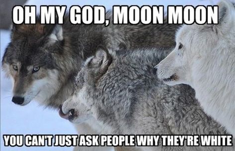 Get your shit together moon moon | Moon Moon | Know Your Meme Moon Moon Wolf, Moon Moon Memes, Werewolf Name, Moon Wolf, Wolf Character, Moon Moon, She Wolf, Oh My God, Animal Jokes