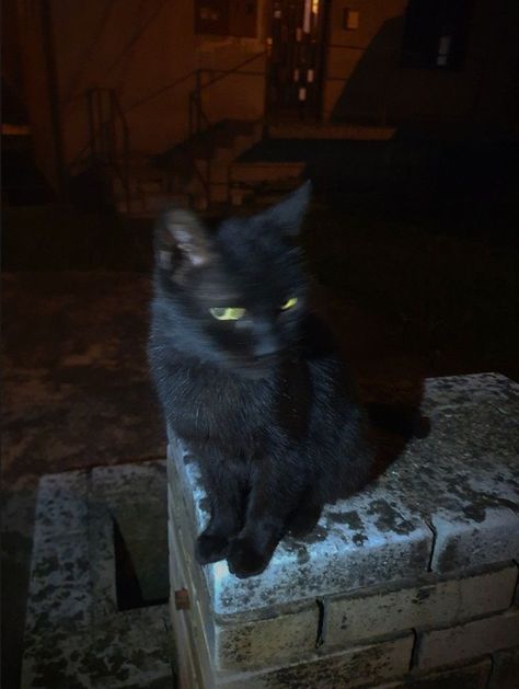 I just got result 'black cat' on quiz 'what cat are you?'. What will you get? Cat Asthetics Photos Dark, Black Cat Aestethic, Black Cat Dark Academia, Black Cat Night Aesthetic, Black Cat Dark Aesthetic, Black Cat Personality Aesthetic, Black Cat At Night, Dark Animal Aesthetic, Black Cat Boy Aesthetic