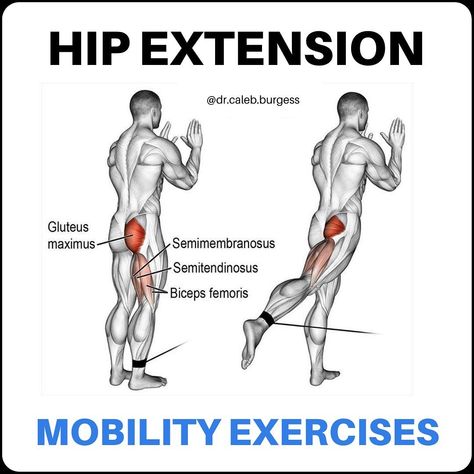 Dr. Caleb Burgess DPT OCS CSCS on Instagram: “💥Hip Extension💥 - 🎯 Hip extension describes the movement where your thigh moves backward, which is important during activities such as…” Hip Extension Exercise, Core Exercises For Women, Hip Extension, Hip Exercises, Swimming Benefits, Sciatica Exercises, Back Stretches For Pain, Hip Flexor Stretch, Neck Pain Relief