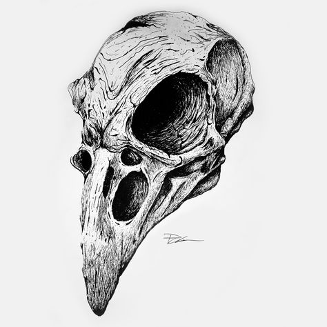 Hawk Skull Drawing, Chicken Skull Drawing, Vulture Skull Drawing, Eagle Skull Drawing, Crow Skeleton Drawing, Creepy Owl Tattoo, Skull Animal Drawing, Inktober Drawings Ideas, Skull Ink Drawing