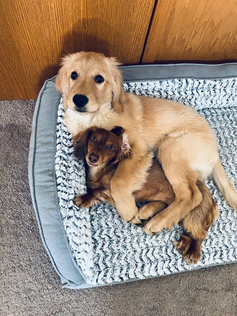 Golden Retriever Weenie Dog, Daschund Golden Retriever, Golden Retriever And Dachshund, Golden Retriever Daschund Puppy, Golden Dauchound Puppy, Mini Golden Retriever Dachshund, Mini Daushaund, Golden Retriever Dachshund, Golden Dachshund