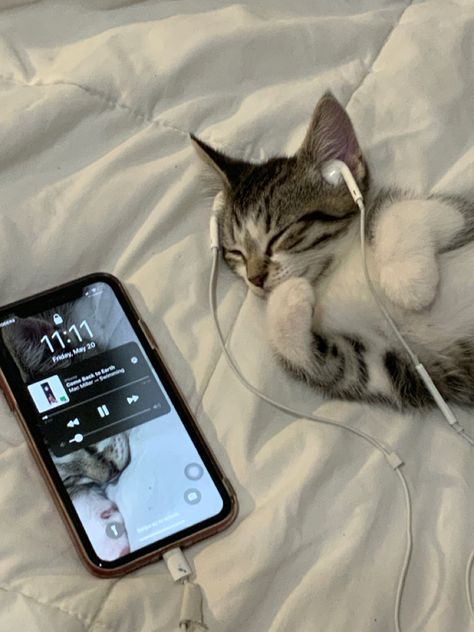 A Cat, Headphones, Iphone, Bed, Music