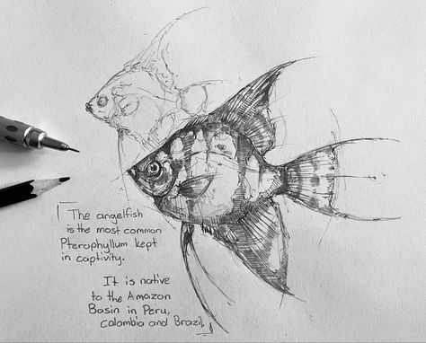 Drawing Ideas Angel, Famous Movie Characters, Drawing Fish, Fish Sketch, Fish Drawings, My Sketchbook, Angel Fish, Sketch Inspiration, 판타지 아트