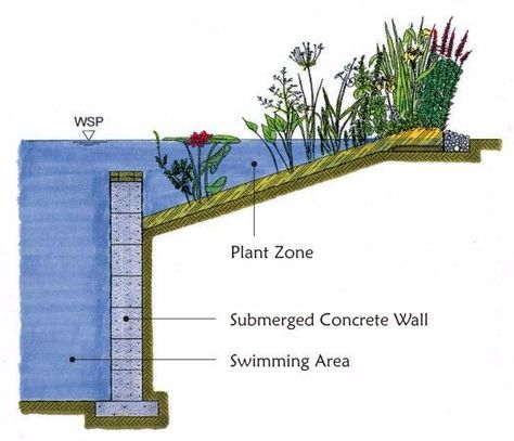 How to build a natural swimming pool in your backyard in 7 steps Swimming Pool Pond, Natural Swimming Ponds, Dengeki Daisy, Swimming Pond, Natural Pond, Natural Swimming Pools, Natural Swimming Pool, Dream Pools, Have Inspiration