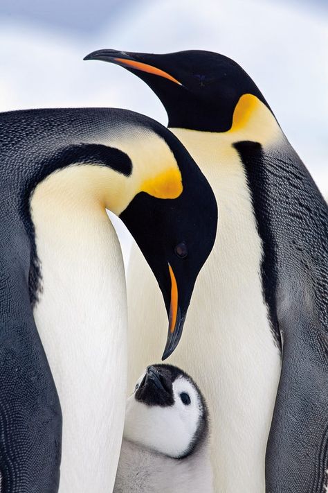 Nature Photography Animals, National Geographic Animals, Regard Animal, Animal Photography Wildlife, Wild Animals Photography, Penguin Family, Best Nature Images, Wildlife Pictures, Rare Birds