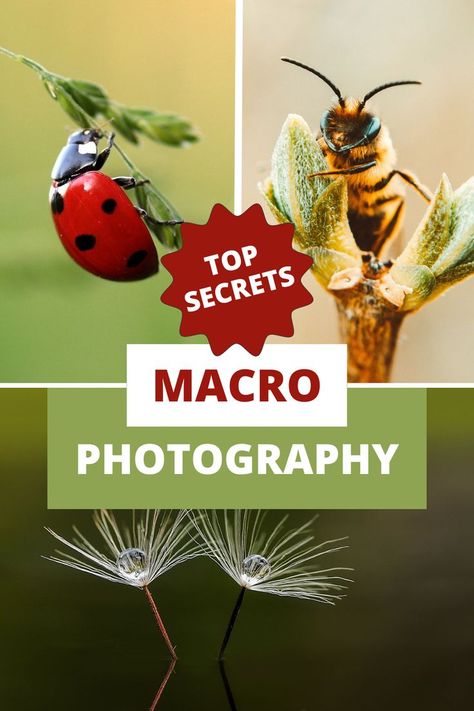 Top Secrets About Macro Photography - Creative Macro Photography Ideas. Have you ever spent your time to take macro photos? Check out these top secrets about macro photography and learn how to capture your next closeup macro photo like a pro. There are numerous creative ideas and just click to grab them. Photography Landscape Ideas, Macro Lenses Photography, 100mm Macro Photography, Macro Photos Ideas, Macro Photo Ideas, Macro Photography Ideas Creative, Macro Photography Ideas At Home, Trick Photography Ideas, Macro Photography Settings