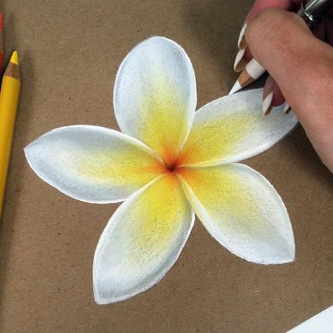 So I've been away for a little longer than expected! Now I'm back and have loads of work to catch up on!😋 Thought I would finish this Plumeria flower, wishing I was back on the beach soaking up the rays!☀️☀️#plumeria #flower #hawaii #drawing #prismacolor #recycledpaper #laharstudios #art #coloredpencil Prisma Color Realistic Drawings, Things To Draw And Color, Kristina Webb, Color Drawings, Desen Realist, Hijau Mint, Prismacolor Art, Colored Pencil Techniques, Pencil Art Drawings