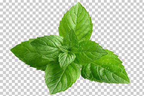 Basil Extract, Mentha Spicata, Pepper Mint, Mint Herb, Wild Mint, Basil Leaf, Mint Leaf, Splash Images, Hacker Wallpaper