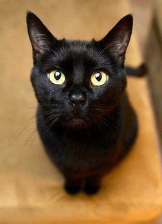 BLACK CAT ART IMAGE American Wirehair, Black Cat Art, A Black Cat, Yellow Eyes, Zulu, Cats Meow, Pretty Cats, Crazy Cat Lady, Beautiful Cats