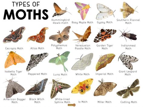 Taxidermy Moth, Moth Facts, Bug Facts, Giant Leopard Moth, Peppered Moth, Poodle Moth, Codling Moth, Types Of Moths, Leopard Moth