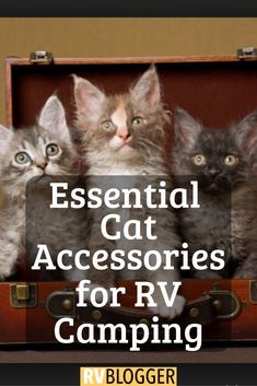 Taking your cat camping? Cat vacation tips and essential cat accessories to keep your kitty safe and comfy. Click, Send or Save to learn more! #rv #rvtips #campingwithcats #cataccessories #campingwithpets #rvliving #rvliving #cat #campingtips #campinglife #rvlife #rving #motorhome #campingtipsandideas Cat Accessories Diy, Cat Camping, Rv Cat, Rv Pet, Cat Travel Accessories, Animal Tips, Cats Accessories, Rv Tent, Camping With Cats