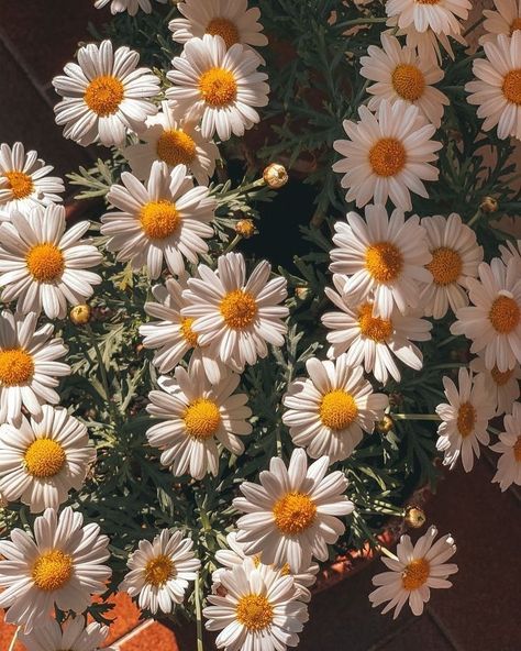 Joyful Seasons on Tumblr Chamomile Plant Aesthetic, Daisys Aesthic, Chamomile Flowers Aesthetic, Aesthic Flowers, Camomille Flowers, Aesthic Background, Aesthetic Chamomile, Chamomile Aesthetic, Chamomile Wallpaper