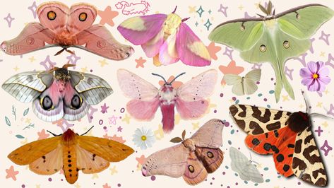 Cute Moths, Moths Wallpaper, Images Design, Cute Laptop Wallpaper, Desktop Wallpaper Art, Mac Wallpaper, Macbook Wallpaper, Arte Inspo, Wow Art