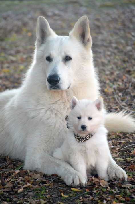 Swiss Shepherd Dog, Swiss Shepherd, White Swiss Shepherd, Funny German Shepherd, White Shepherd, White German Shepherd, Herding Dogs, Pretty Dogs, Dog Breeder