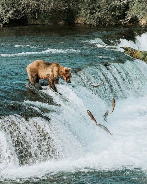 Bear Catching Salmon, Katmai National Park, Alaska Usa, Catching Fish, Alaska Travel, Brown Bear, Fly Fishing, Animal Photography, Trekking