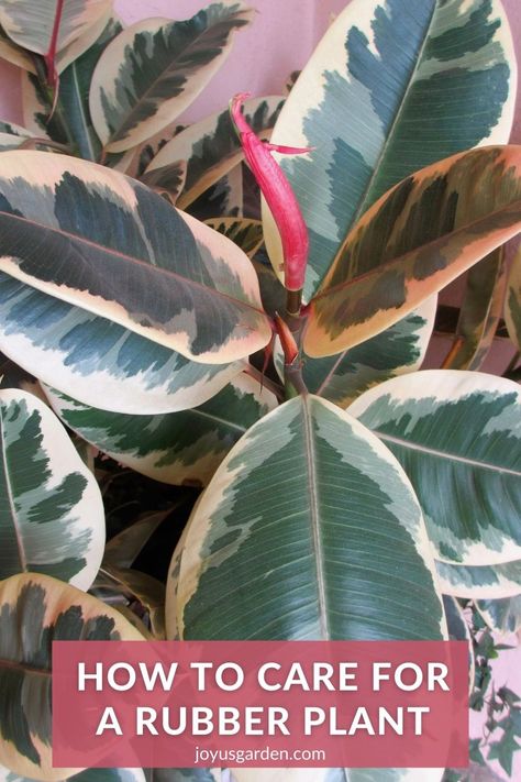 Rubber Plant Indoor, Rubber Plant Care, Rubber Tree Plant, Plant Care Guide, Fig Plant, Indoor Tree, Plant Care Tips, Indoor Trees, Ficus Elastica