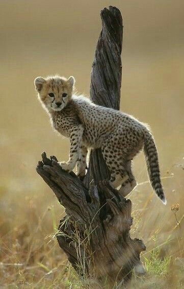 Baby Gepard Cheetah Cub, Cheetah Cubs, Baby Cheetahs, Masai Mara, Cheetahs, African Animals, Wildlife Animals, In The Wild, Animal Photo