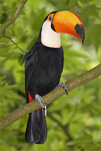 Burung Kakatua, Keel Billed Toucan, Toucan Bird, Rainforest Animals, Colorful Bird, Airbrush Art, In The Jungle, Exotic Birds, Tropical Birds