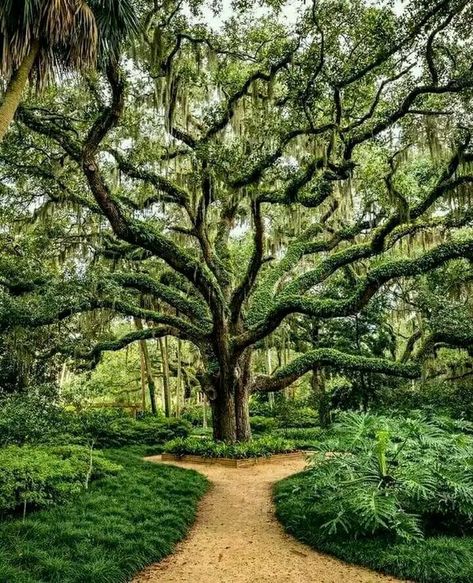 Unseen Florida Live Oak Tree, Rainbow Eucalyptus Tree, Florida Trees, Niagara Falls State Park, Weeping Trees, Weird Trees, Flagler Beach, East Coast Road Trip, Live Oak Trees