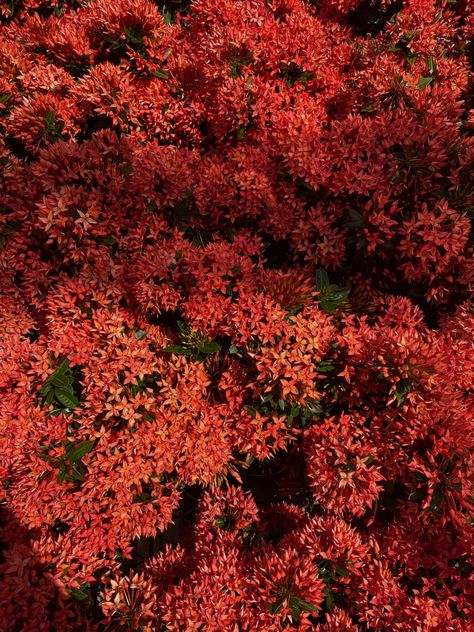 Red flowers Brick Red Aesthetic, Colour Reference, Brown Flowers, Flowers Aesthetic, Autumn Nature, Aesthetic Pics, Yellow Aesthetic, Warm Autumn, Autumn Aesthetic