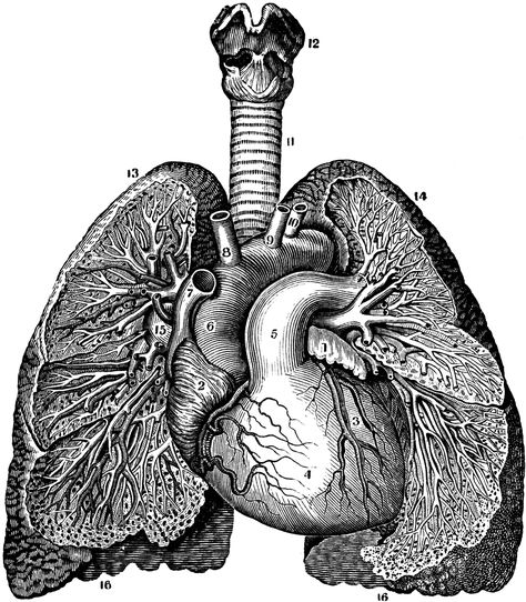 Relative Position of the Heart and Lungs Lungs Drawing, Lungs Art, Lung Anatomy, Medical Drawings, Inspiration Tattoo, Tattoos Geometric, Heart And Lungs, Medical Art, Human Heart