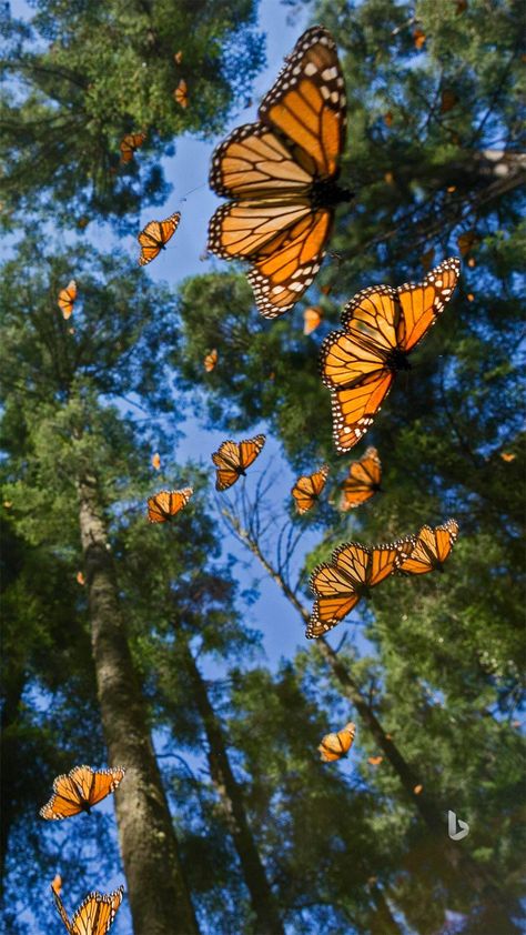 Dream Trips, Monarch Butterflies, Butterfly Wallpaper, Monarch Butterfly, Cute Wallpaper Backgrounds, Nature Aesthetic, Beautiful Butterflies, Flower Wallpaper, Beautiful Wallpapers