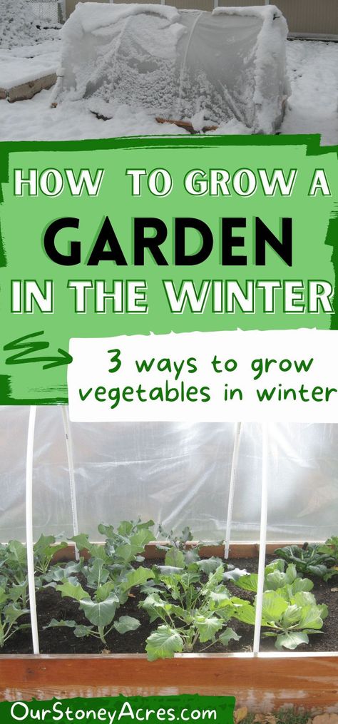 You can do winter gardening if you want to plant vegetables to grow in winter. Gardening all year round is so fun because you can harvest fresh vegetables. You can learn about gardening all year and how to protect vegetables from frost by using hoop houses and cold frames. Learn more about growing a garden in winter as well as hoop house gardening and cold frames gardening. Winter Backyard, Growing Winter Vegetables, Cold Climate Gardening, Vegetables To Plant, Cold Frame Gardening, Fall Crops, Winter Greenhouse, Winter Vegetables Gardening, Winter Gardening