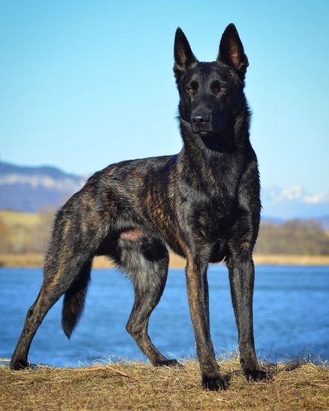 Dutch Shepherd Dog, Red Shadow, Guard Dog Breeds, Blazer K5, Most Expensive Dog, Working Dogs Breeds, Dutch Shepherd, Belgian Malinois Dog, Dog Anatomy