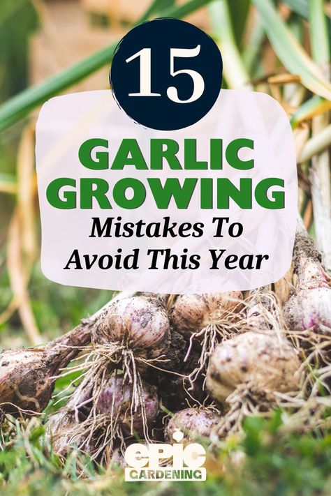 Close up of a pile of freshly picked garlic cloves from the garden Planting Garlic In Fall, Growing Garlic From Cloves, When To Harvest Garlic, When To Plant Garlic, Cold Weather Plants, Harvest Garlic, Plant Garlic, Growing Vegetables At Home, Harvesting Garlic