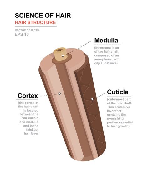 Cosmetology State Board, Beauty School Cosmetology, Medical Vector, Hair Science, Hair Facts, Hairdressing Training, Hair Structure, Hair Academy, Cosmetology Student