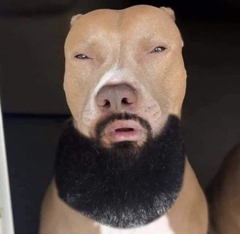 Light Skin Dog, Funny Pix, Crazy Funny Pictures, Reaction Face, Funny Profile, Funny Wallpaper, Mood Humor, Very Funny Pictures, Funny Profile Pictures