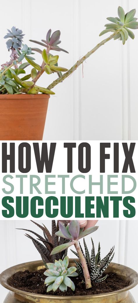 How to Fix Stretched Succulents - The Creek Line House Tall Succulents, Christmas Patio, Lights Patio, Succulent Garden Indoor, Flowering Succulents, Succulent Garden Design, Household Plants, Plant Care Houseplant, Succulent Garden Diy