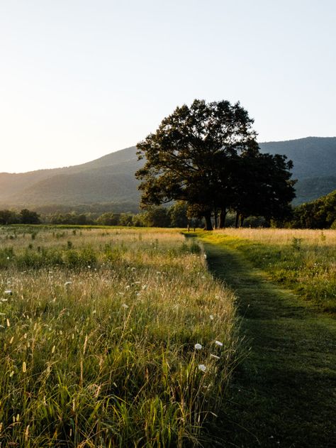 Home - Wildflower Farms Open Land Aesthetic, Photo Of Landscapes, Photos Of Outside, Aesthetic Photos Of Nature, Country Side Aesthetic, Path Aesthetic, Woods Pictures, Photos Of Trees, Pictures Of Trees