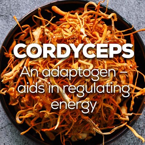 Cordyceps Recipe, Cordyceps Benefits, Cordyceps Mushroom, Cordyceps Sinensis, Mushroom Varieties, Mushroom Benefits, Mushroom Garden, Mushroom Cultivation, Herbs For Health