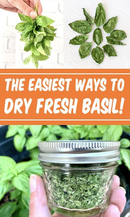 Dried Basil Leaves Recipes Preserve Fresh Herbs, Fresh Basil Recipes, Store Fresh Herbs, Drying Fresh Herbs, Freezing Vegetables, Dried Basil Leaves, Freezing Herbs, Basil Pesto Recipes, Preserving Herbs