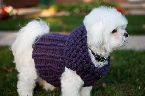 Free Chunky Dog Sweater Knitting Pattern Free Chunky Knitting Patterns, Chunky Dog, Knitted Dog Sweater Pattern, Knitting Patterns Free Dog, Super Chunky Knit, Dog Sweater Pattern, Pet Sweaters, Crochet Dog Sweater, Knit Dog Sweater