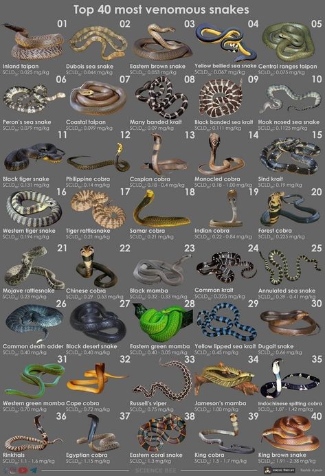 Most Venomous Snakes, Snakes Species, Snake Identification, Types Of Snakes, Snake Breeds, Dangerous Spiders, Venomous Animals, Kinds Of Snakes, Animal Infographic