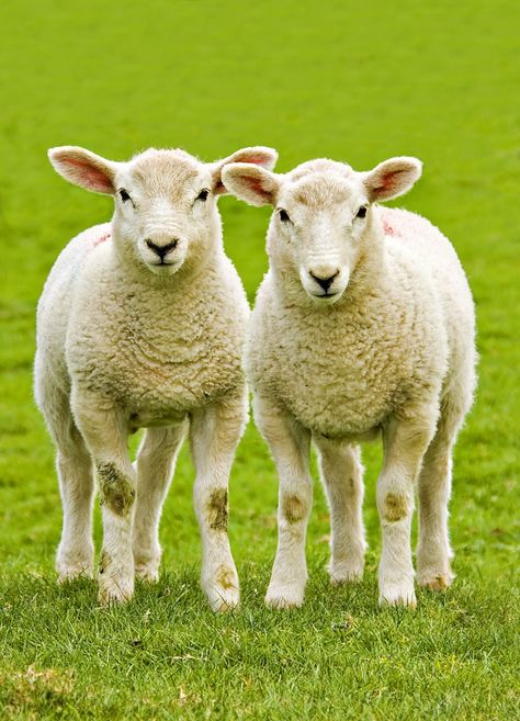 Spring Lambs, Sheep Art, Sheep Farm, Sheep And Lamb, Animal Products, Barnyard Animals, Cute Sheep, Animal Wallpaper, Agra