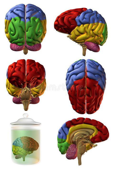 3D Human Brain. 3D Render of an Human Brain , #ad, #Human, #Brain, #Render #ad Brain Project, Brain Illustration, Image 3d, Human Brain, Neurology, Personal Project, Terminator, 3d Render, Stock Images Free