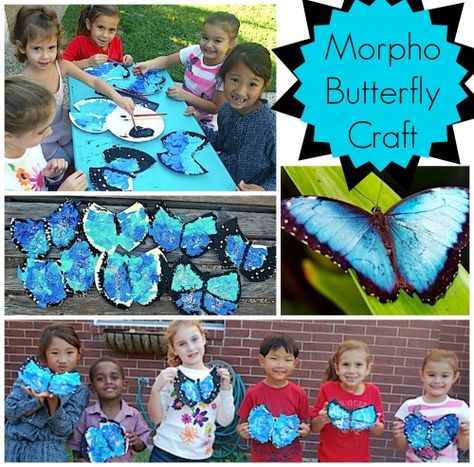 Morpho Butterfly Craft. First learn about the blue morpho butterflies of Central and South American rainforests, and then make a morpho butterfly. Science + art lesson. Morpho Butterfly Craft, Rainforest Preschool, Morpho Azul, Rainforest Classroom, Rainforest Crafts, Rainforest Activities, South American Rainforest, Rainforest Theme, Butterfly Craft